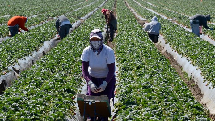 Farmworker in a field