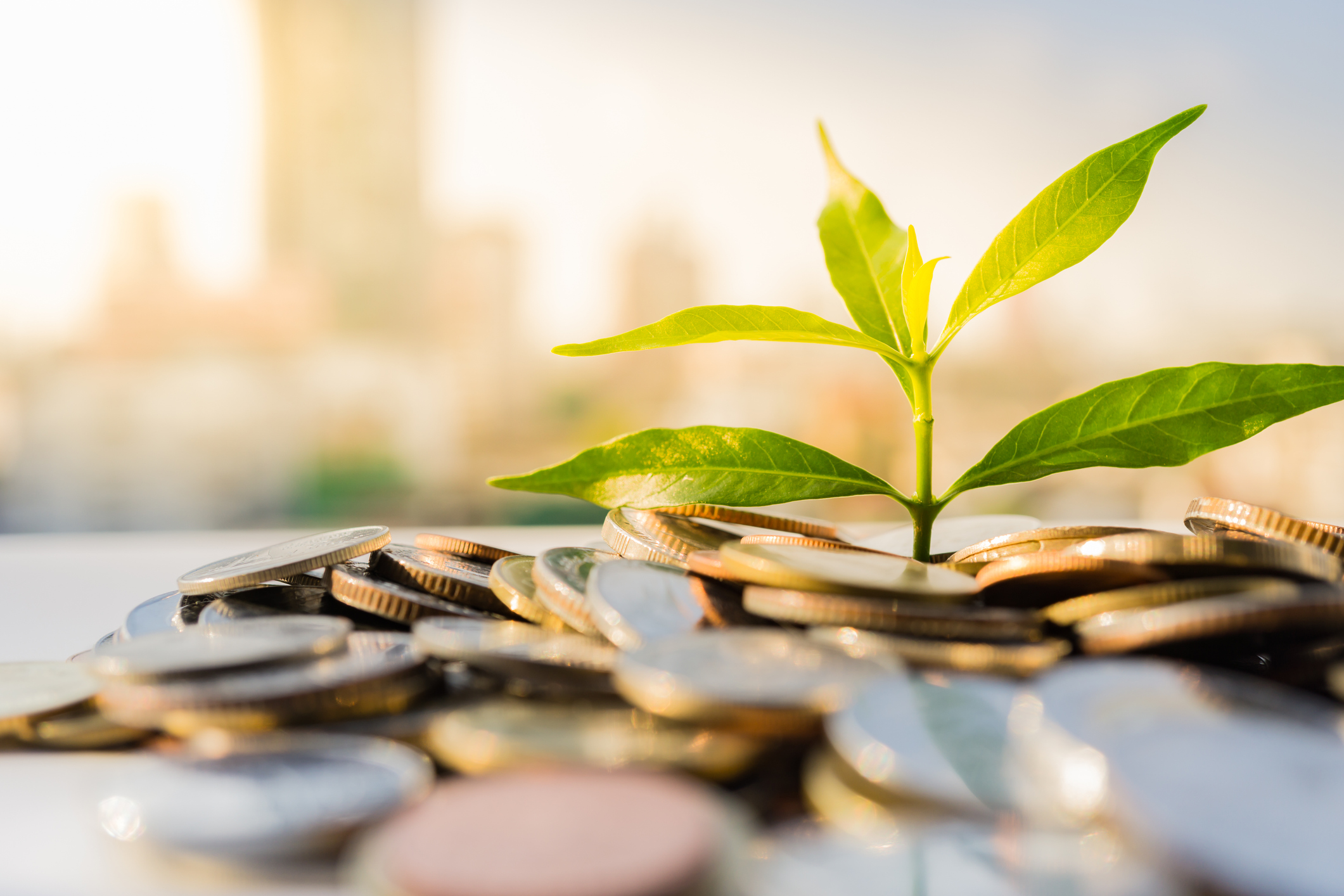 a small plant sprouting out of a pile of coins