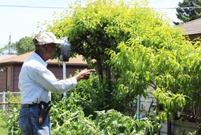 MrCurry Mr. Curry gardening